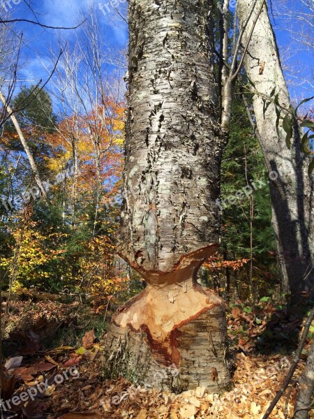 Beavers Beaver Cut Destruction Forest Trunk