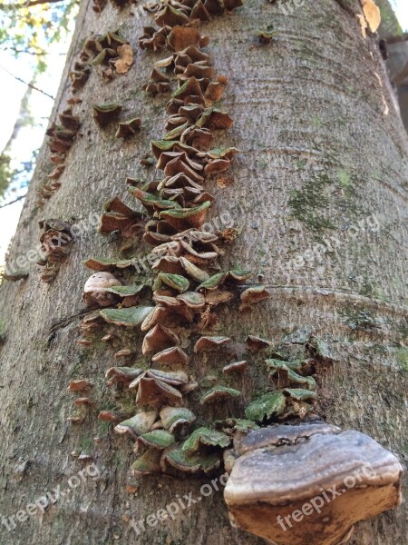 Fungus Trees Nature Mushroom Wood