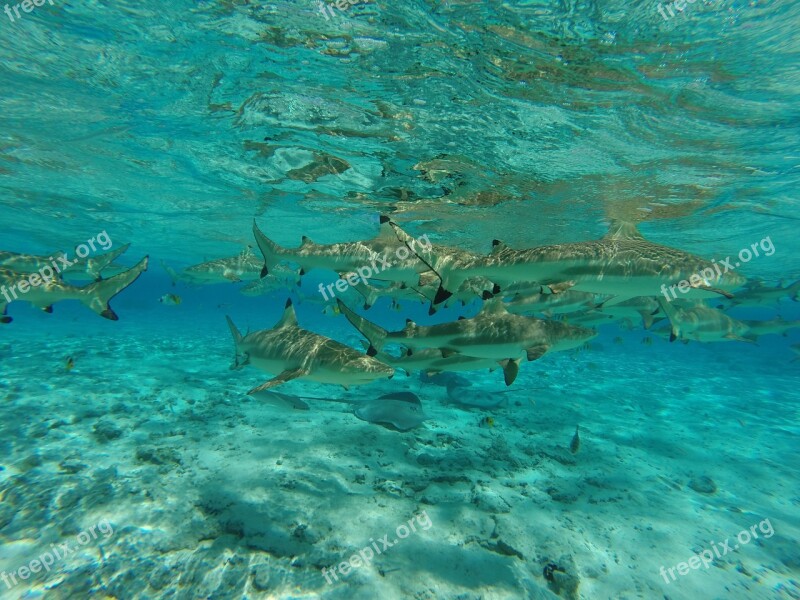 Shark Sea Water Skate Free Photos