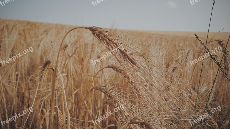 Wheat Field Cereals Summer Agriculture