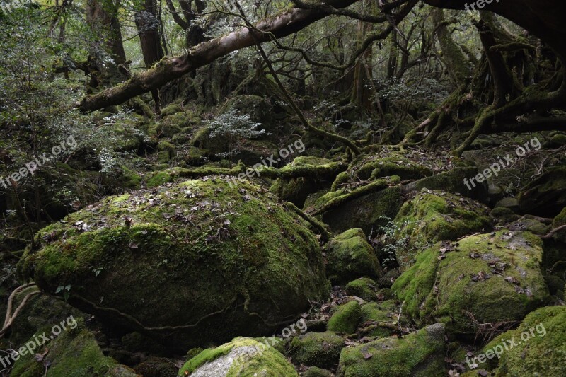 Yakushima Island Princess Mononoke Moss Deep Forest Free Photos