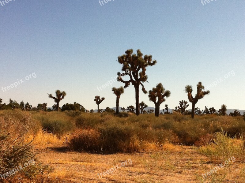 Desert Cactus Landscape Nature Desert Landscape