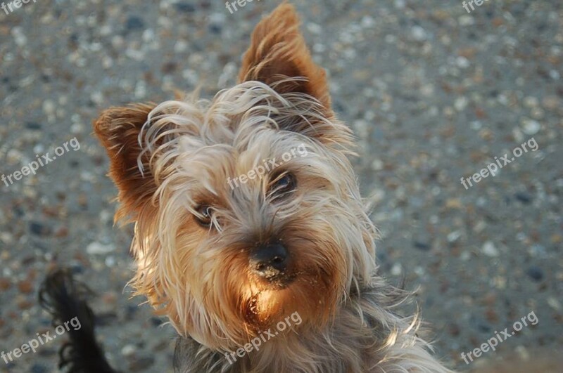 Yorkshire Terrier Terrier Dog Yorkshire Cute