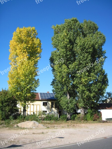 Poplars Autumn Leaves Free Photos