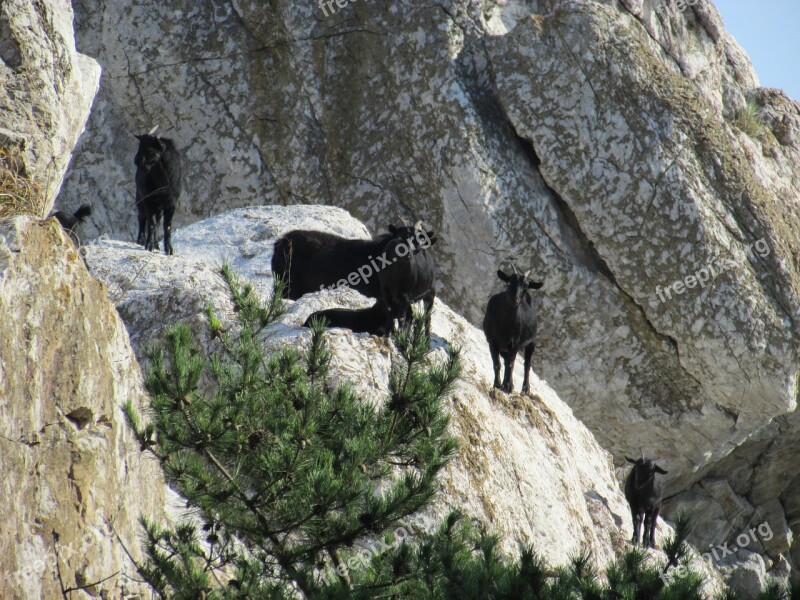 Goat Black Goat Rock Small Global Flock