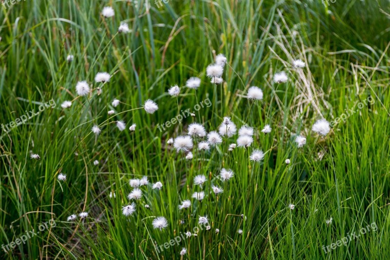 Moor Wetland Swamp Nature Reserve Suossa