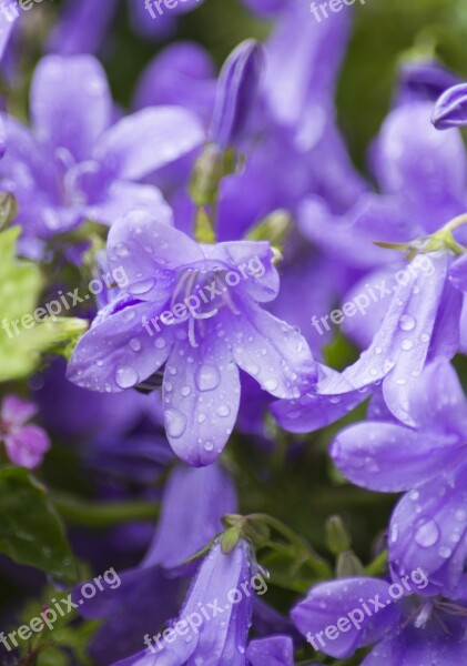 Campanula Flower Water Drops Plant Nature