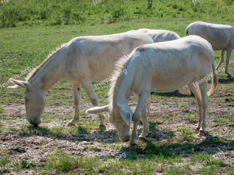 Donkey White Steppe Beast Of Burden Puszta