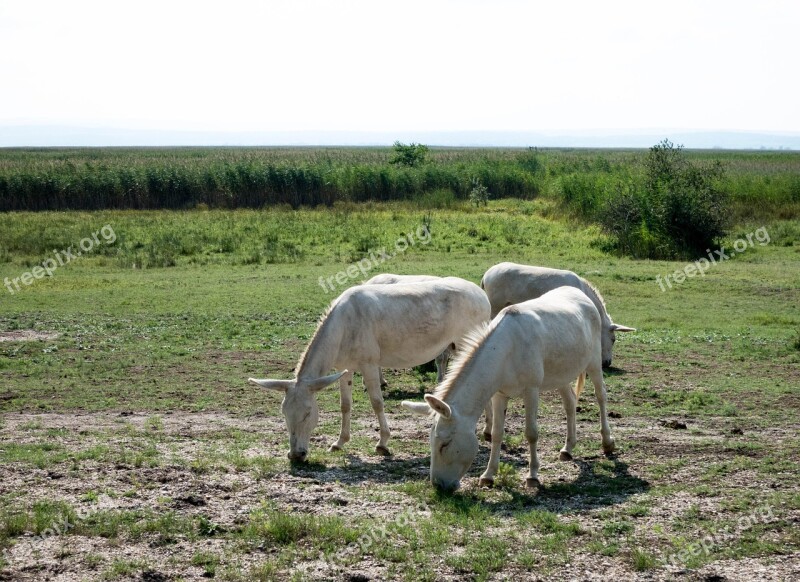 Donkey White Steppe Beast Of Burden Puszta