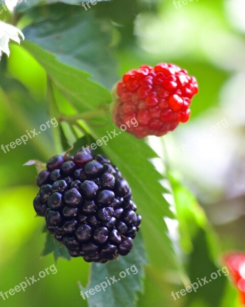 Blackberries Ripe Plant Fruit Juicy