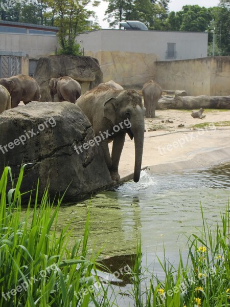 Elephant Elephant Family Elephant's Child Animals Proboscis