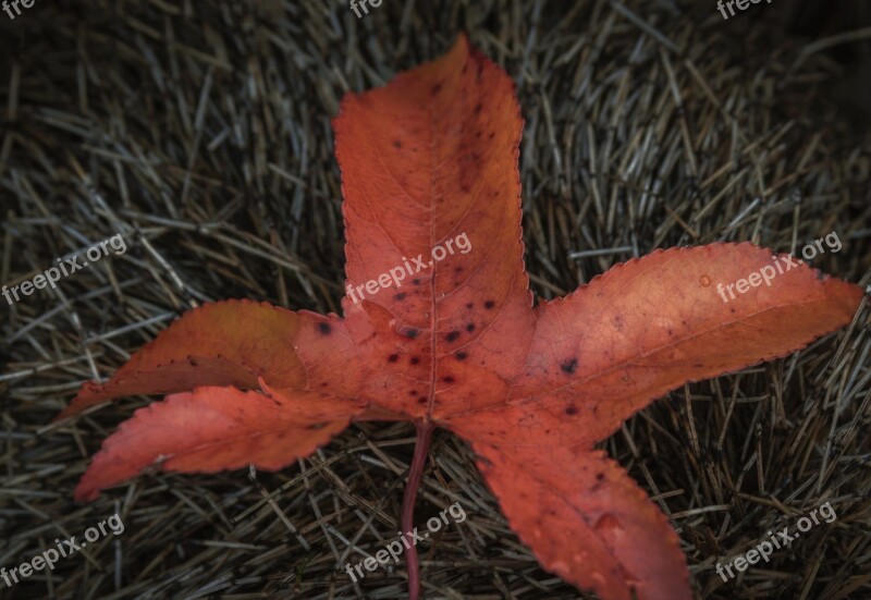 Leaf Red Autumn Fall Leaves Autumn Leaves