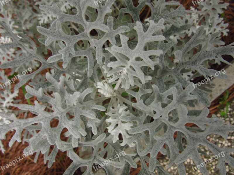 Centaurea Cineraria Leaves Branches Plant Herb