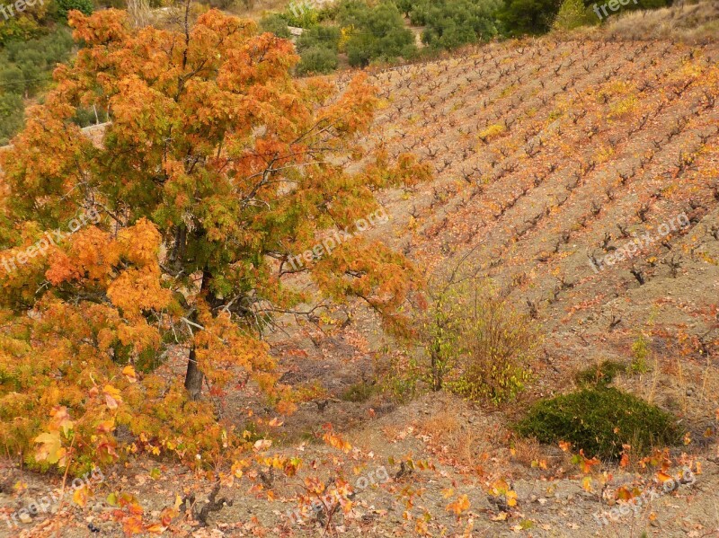 Autumn Landscape Vineyard Priorat Free Photos