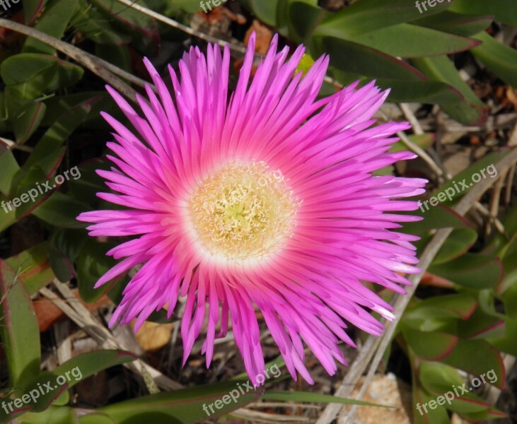 Pink Flower Succulent Ice Plant Carpobrotus Edulis