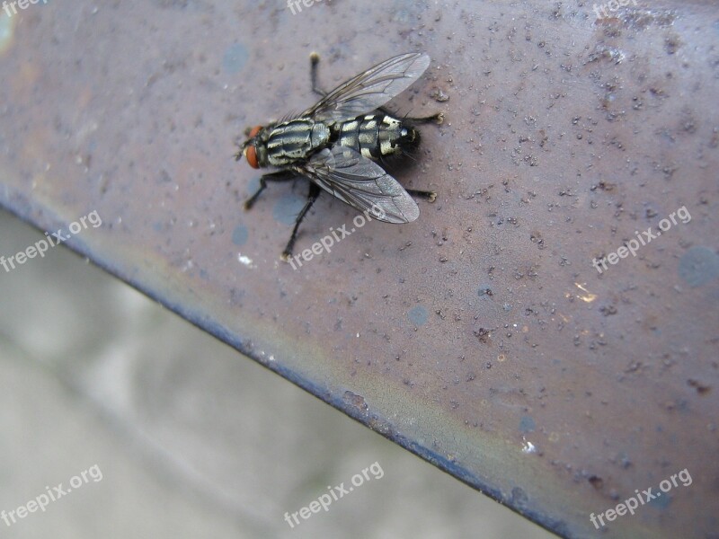 Mucha Worm Insect Wings Animal