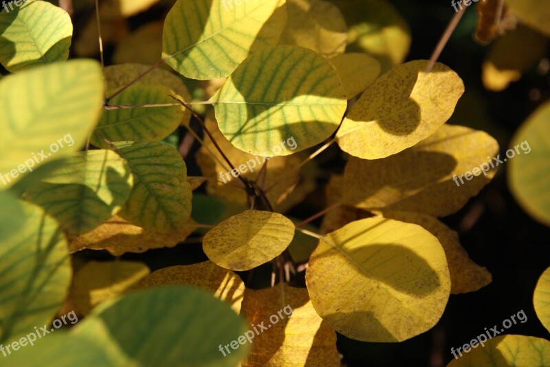 Leaves Yellow Autumn Sumac Foliage