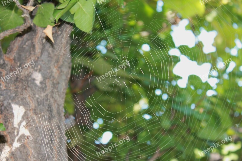 Spider Web Web Tree Cobweb Trap