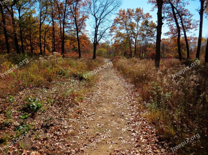 Fall Autumn Orange Season Nature