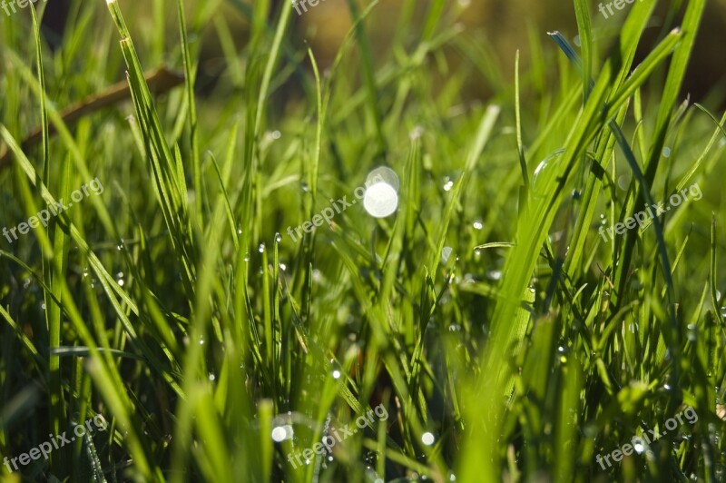 Meadow Green Grass Nature Garden