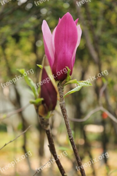 Kapok Bud Magnolia Free Photos