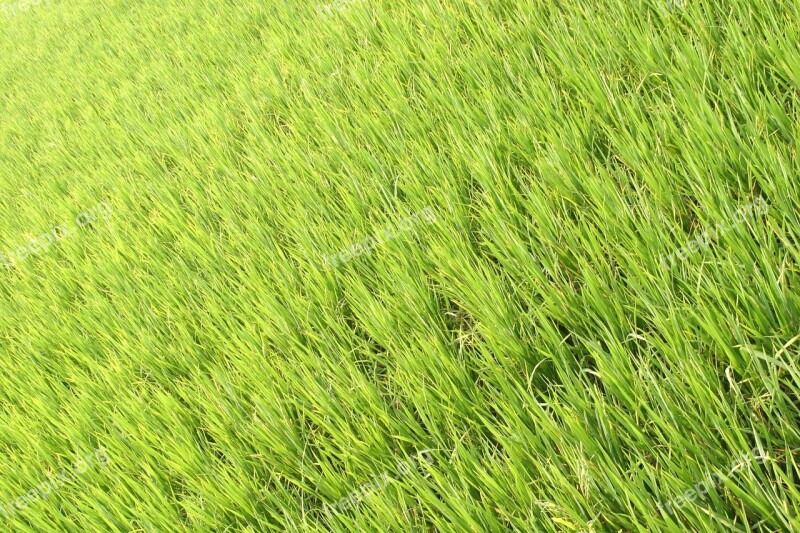 Rice Plantation Rice Plantations Rice Fields Asia