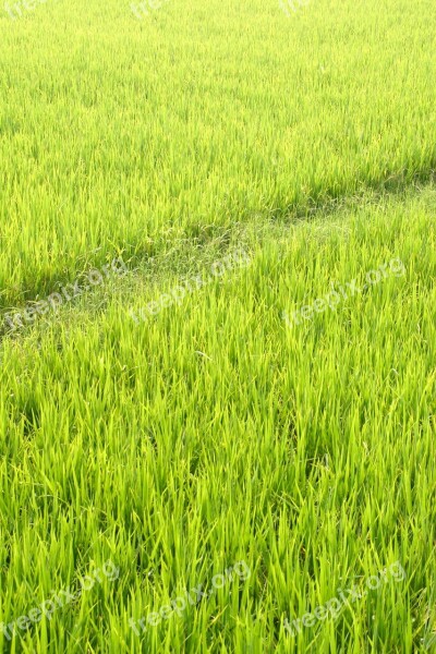 Rice Plantation Rice Plantations Rice Fields Asia