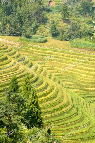 Rice Plantation Rice Plantations Rice Fields Asia