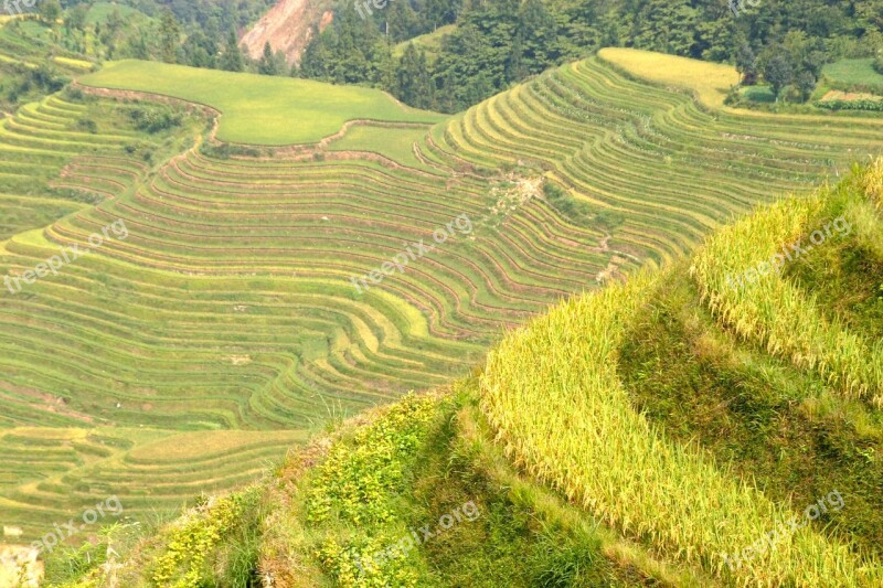 Rice Plantation Rice Plantations Rice Fields Asia