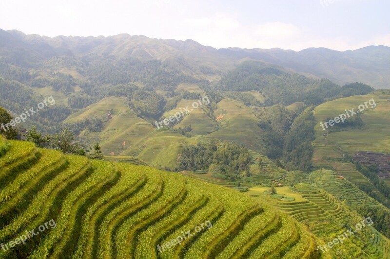 Rice Plantation Rice Plantations Rice Fields Asia