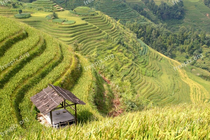 Rice Plantation Rice Plantations Rice Fields Asia