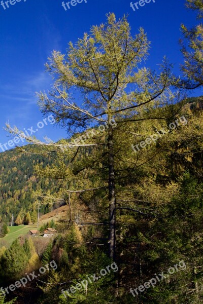 Mountains Alpine Forest Conifer Autumn