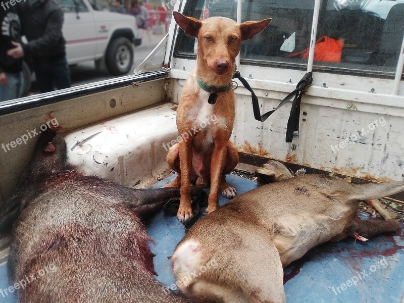 Hunting Dog Wild Pig Roe Deer Dead Hunting