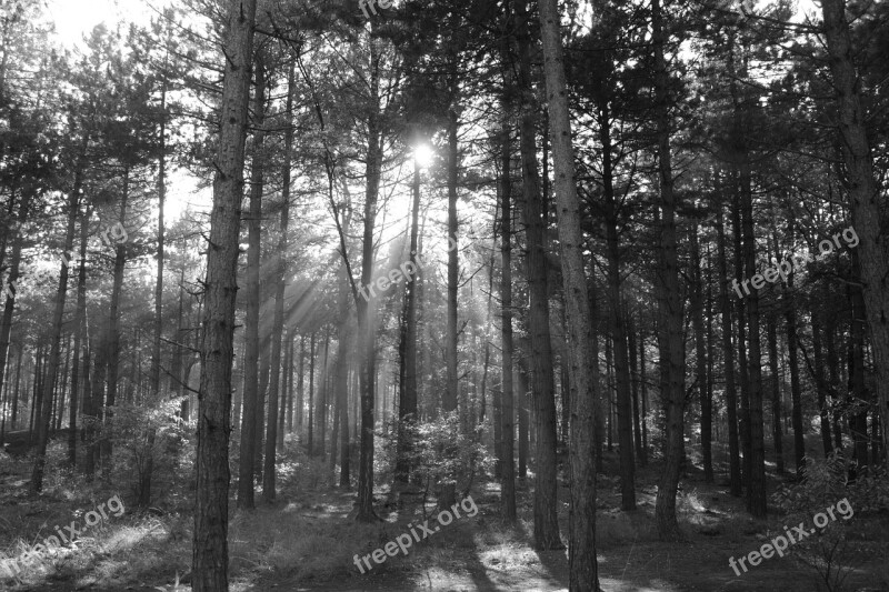 Trees Forest Nature Sun Rays Sun