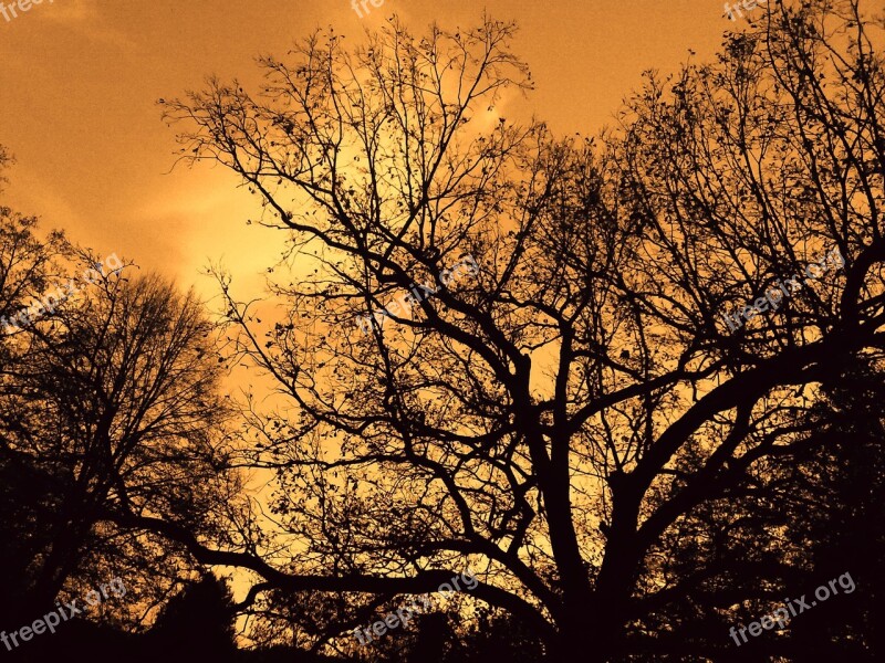 Forest Trees Evening Branch Branches Autumn Forest