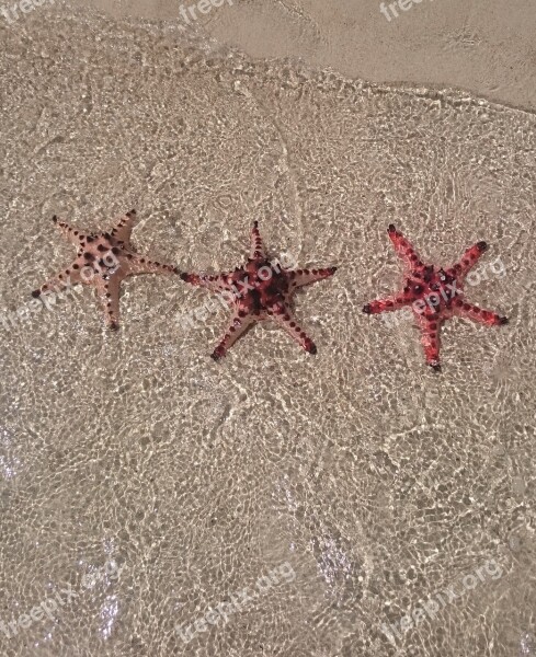 Sea Star Star Beach Sea Ocean