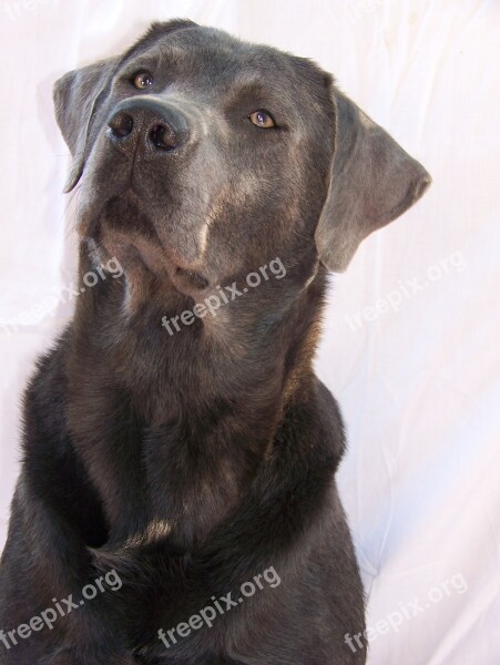 Dog Labrador Grey Charcoal Free Photos