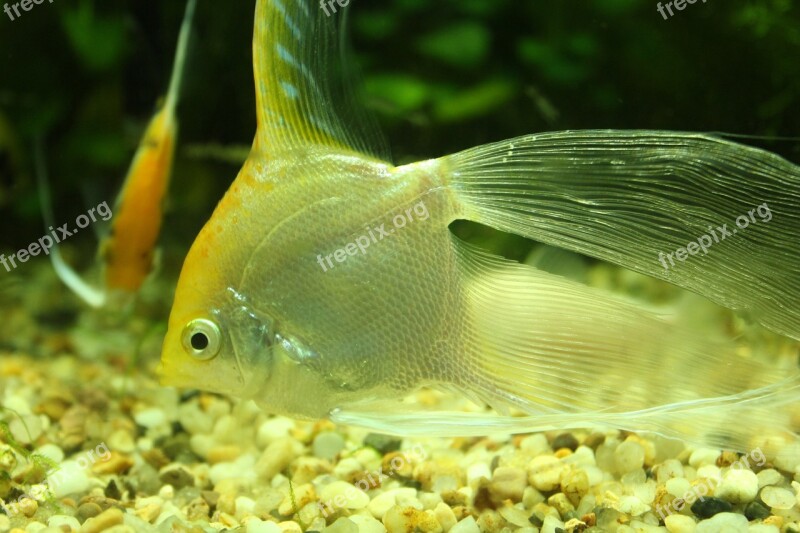 Underwater World Goldfish Cute Little Animals Free Photos