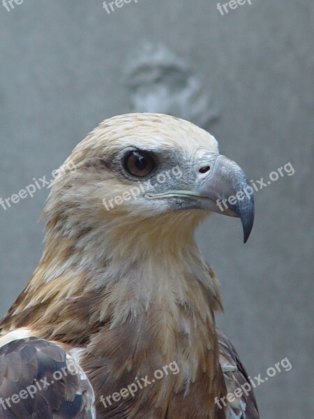 White Tailed Eagle Adler Bird Bird Of Prey Raptor