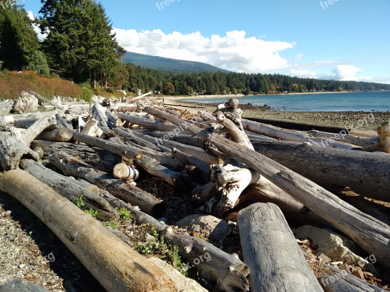 Logs Beach Beachcomber Driftwood Wood