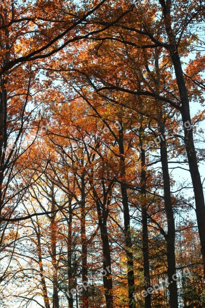 Blato Red Green Colors Autumn