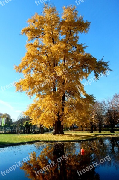 Tree Golden Gold Leaves Yellow