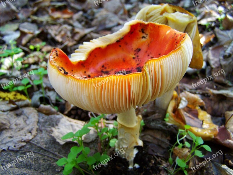 James G Mushrooms Red Mushroom Nature Free Photos