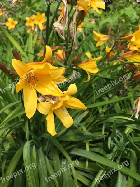 Lilies Yellow Flowers Flora Free Photos