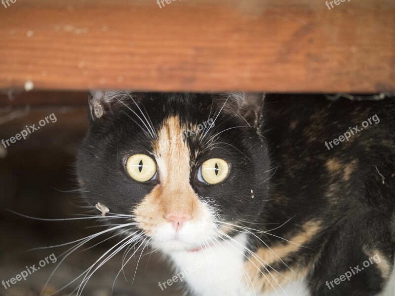 Cat Calico Feline Cute Resting