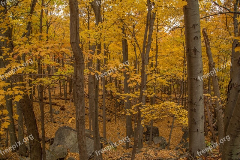 Woods Trees Yellow Forest Autumn