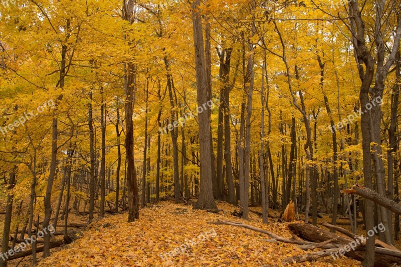 Fall Autumn Yellow Season Leaf