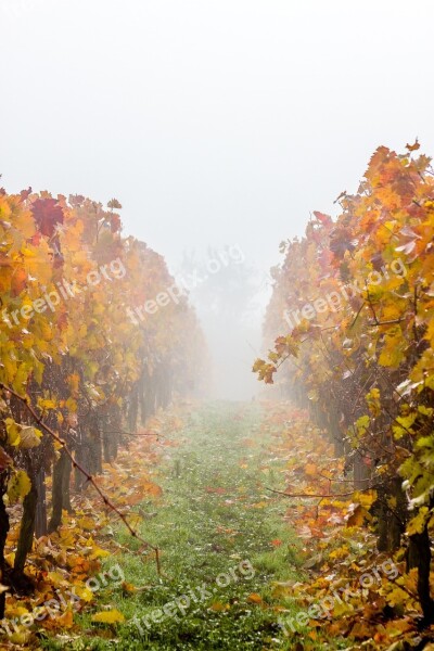 Vineyard Grapevine Fog Grass Vine