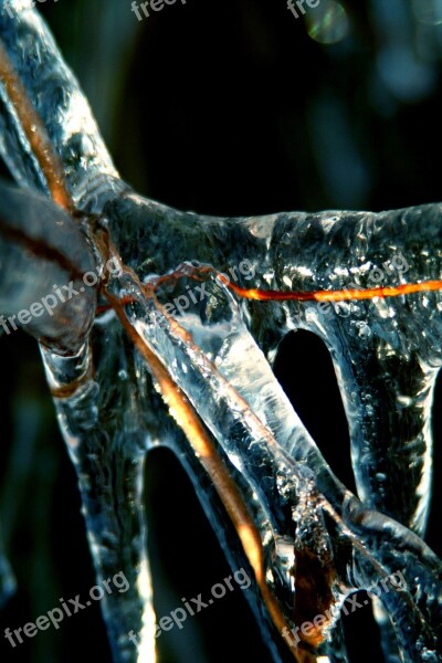 Ice Cold Winter Branch Forest