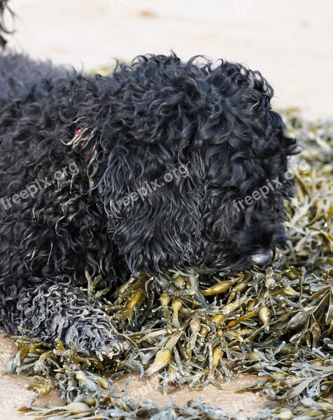 Dog Beach Holiday Seaweed Playing